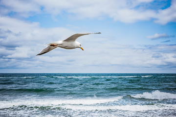 Möwe über dem Meer