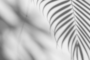 shadows palm leaf on white wall background. for creative design summer concept