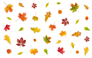backdrop with falling autumn leaves on a white background.