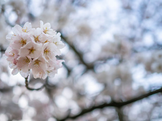 Cherry blossom season. Closeup of sakura flower blooming bunch with blurry bokeh background in the park or garden.