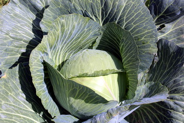 head of cabbage in autumn under the sun