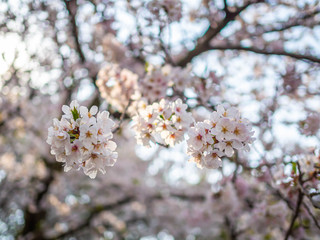 Cherry blossom season. Bunch of sakura flower blooming with blurry bokeh and sky background.