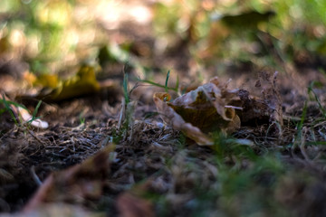Background or texture of grass and fallen and yellowed leaves in autumn.
