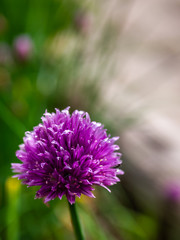Pink flower with green defocus background