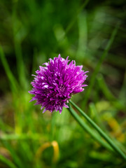Pink flower with green defocus background