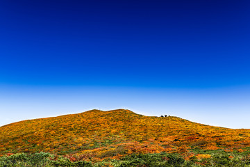 栗駒山紅葉神の絨毯