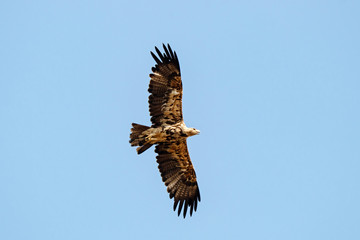 Imperial Eagle Aquila heliaca juvenile