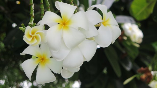 White plumeria flower, blossom ,frangipani