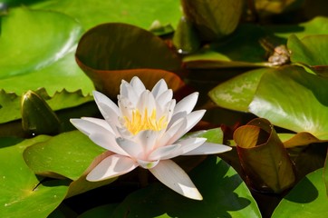 fleur de n&eacute;nuphar rose