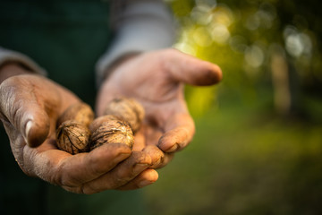 Senior gardenr gardening in his permaculture garden -  holding freshly harvested walnuts in his hands