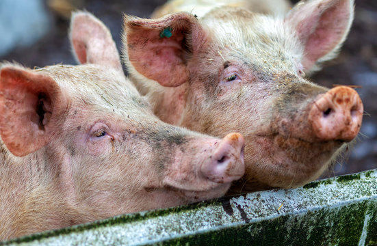 pigs on a organic farm