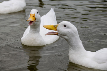 Heavy white pekin ducks swimming on a lake on cold autumn day