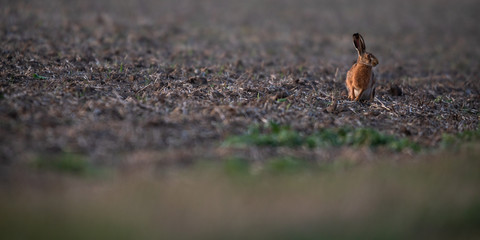 Wild hare (lepus europaeus) - Lonely wild brown hare lit by warm evening light at dusk