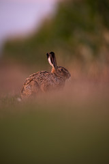 Wild hare (lepus europaeus) - Lonely wild brown hare lit by warm evening light at dusk