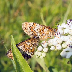 Mélitée du mélampyre - Mellicta athalia - papillon de la famille des Nymphalidae