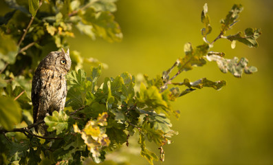 Eurasian scops owl (Otus scops) - Small scops owl on a branch in autumnal forest