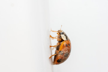 Ladybug on a white background, macro photo