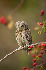 Eurasian scops owl (Otus scops) - Small scops owl on a branch in autumnal forest, its natural...