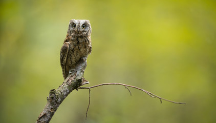 Eurasian scops owl (Otus scops) - Small scops owl on a branch in autumnal forest