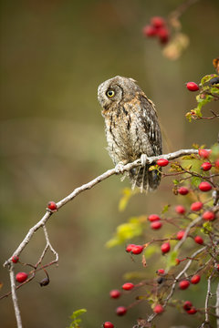 Eurasian scops owl (Otus scops) - Small scops owl on a branch in autumnal forest, its natural habitat