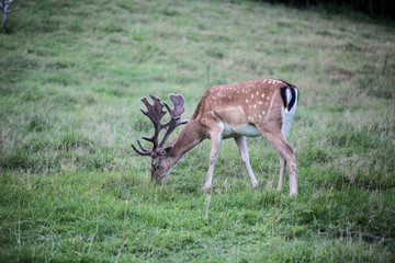 fallow deer in grass
