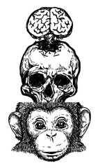 Tattoo art skull brain monkey drawing and sketch black and white isolated on white background.