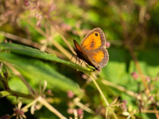 Gatekeeper butterfly
