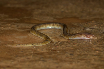 Fresh Water Eel seen at Mahabaleshwar in Monsoon,Maharashtra,india