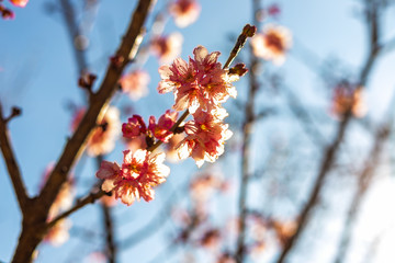 branch of a tree in winter