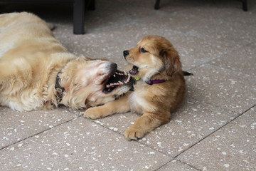 Golden Retriever and Puppy at Play