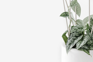 Modern houseplants in a white pot on a white background, minimal creative home decor concept, Scindapsus Pictus ’Silver Lady’