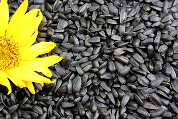 texture black sunflower seeds with a yellow flower