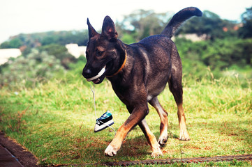 Cachorro e sapato de bebê