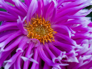Pink Dahlia, close-up