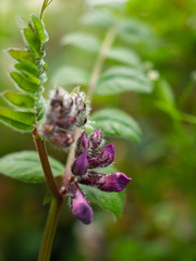 Bush Vetch buds opening