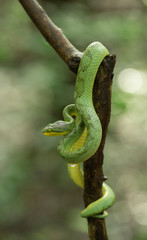 Bamboo Pit Viper seen nearMatheran,Thane,Maharashtra,India