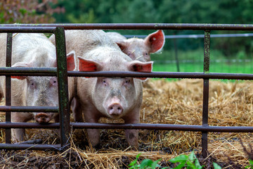 Young pigs behind bars