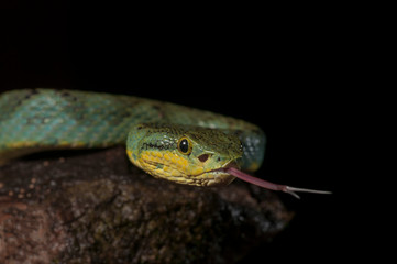 Bamboo Pit Viper Seen at matheran hill station,Maharashtra,India