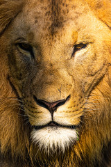 Male Lion portrait closeup vertical photo