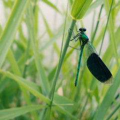 Libellule Calopterys splendens