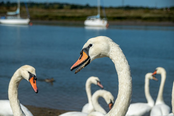Mute swans (cygnus olor) on the River Crouch at Hullbridge, Essex, UK