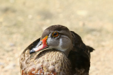 Porträt einer Brautente, Aix Sponsa, Flix Sponsa