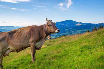 Fototapeta premium Kuh - Grünten - Allgäu 