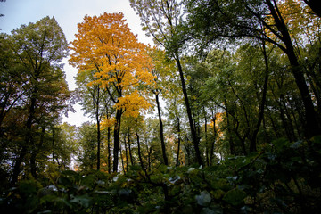 autumn maple tree in the park, yellow leaves