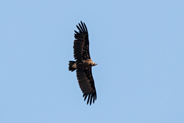 Cinereous Vulture Aegypius monachus in flight