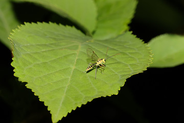 Kleine gelbe Schlupfwespe, Ichneumonidae