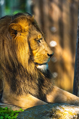 Male Lion in zoo Herberstein Austria resting in sun