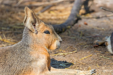 Patagonian Mara (Dolichotis patagonum) Large Sort of Rabbit