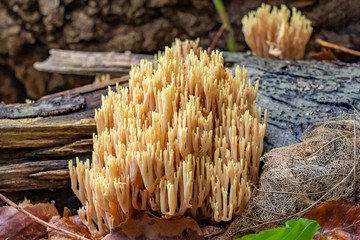 Several groups of green-staining coral (Ramaria abietina) between the dead wood in the forest, Wassenaar, Netherlands