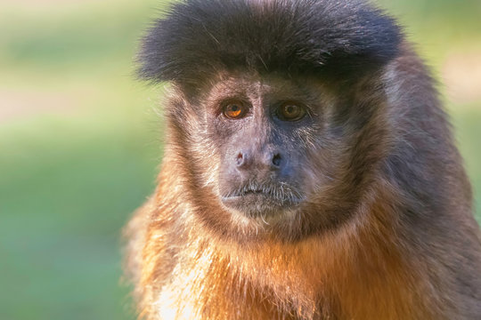 Tufted Capuchin Portrait (Cebus apella)